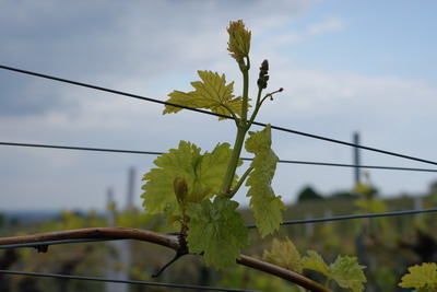 Austreib 2010
