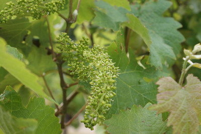 blüte
