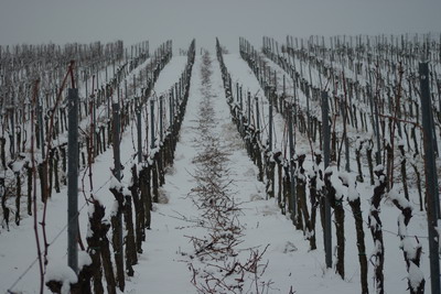 Winterruhe