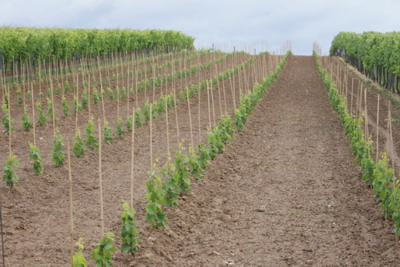 Neuer Weinberg