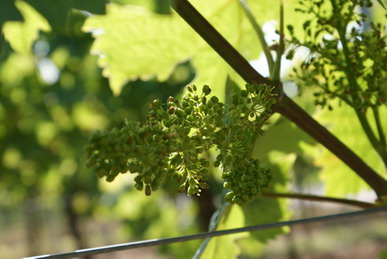 Abgehende Blüte