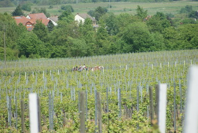 Kutschfahrt