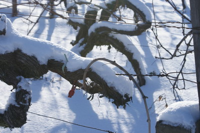 Rebschitt im Winter