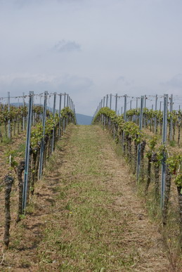 Rebzeile Riesling