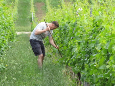 Stocklaub