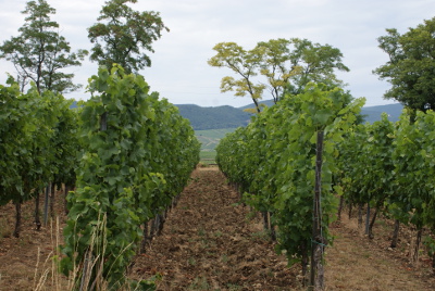 Trockenheit 2015